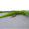 Geckozz